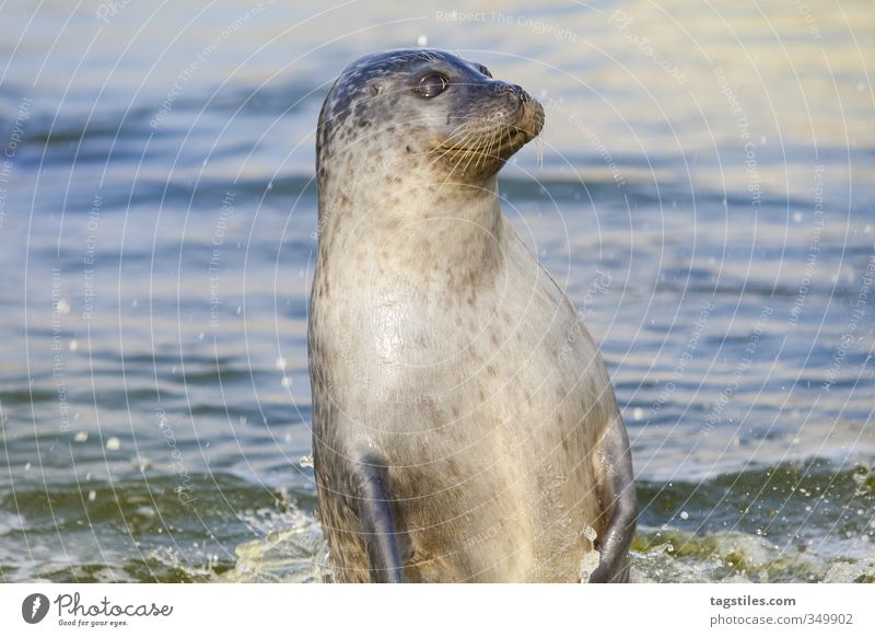 JUMP! Seelöwe Robben springen Säugetier Tier Nordsee Kegelrobbe Wasser Meer Natur Postkarte Norddeutschland Idylle hochspringen Neugier Wachsamkeit
