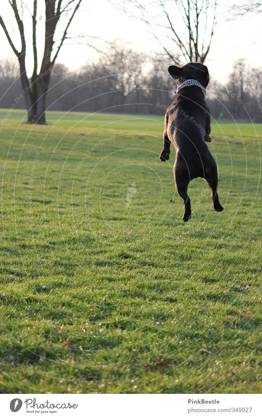 Up in the air Umwelt Natur Tier Wiese Haustier Hund 1 springen ästhetisch sportlich frei hoch lustig positiv schön verrückt grün Stimmung Freude Glück