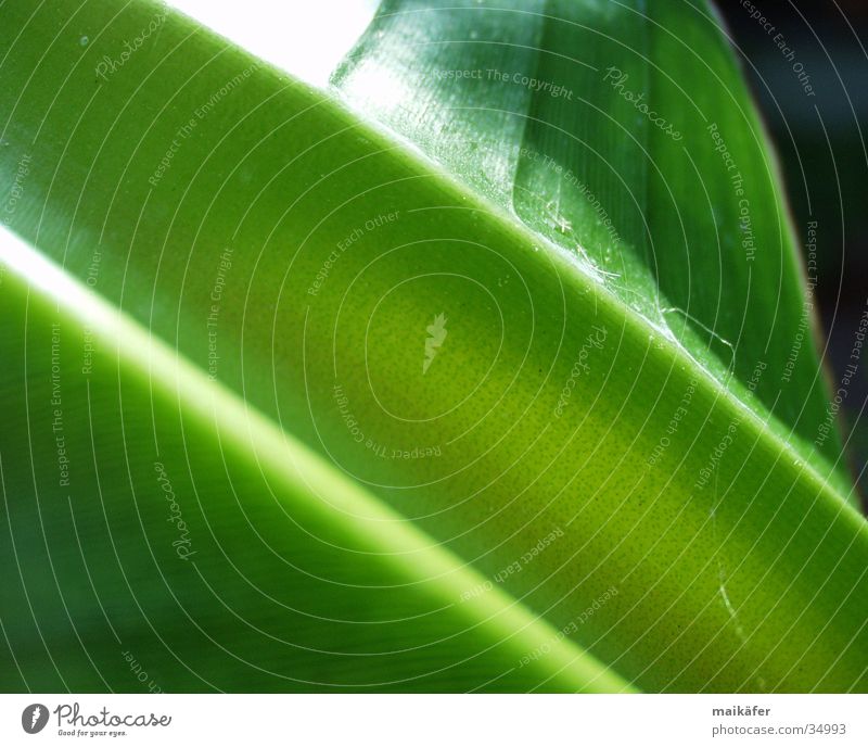 Käferrutschbahn Banane Stengel Blatt grün saftig Licht Lichtspiel glänzend Bananenpflanze Kraft Sonne