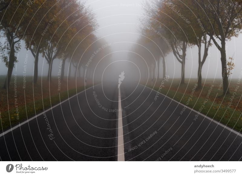 Die Straße im Herbst und dichter Nebel Asphalt Allee schlechter Anblick Textfreiraum Gefahr gefährlich geteilt Trennlinie Laufwerk fahren leer leere Straße