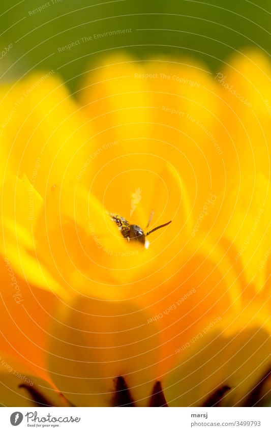 Insekt in Ringelblumenblüte Fühler Auge Blütenblätter Facettenauge leuchten frisch Sommer Pollen Nahaufnahme Tier Farbfoto Natur Schwache Tiefenschärfe 1