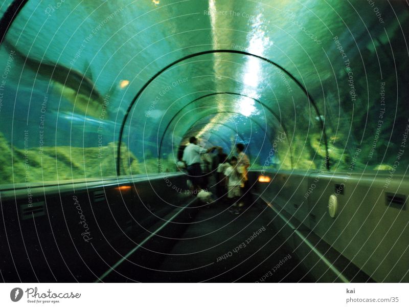 Haie Haifisch Aquarium Fototechnik Unterwasseraquarium Unterwasseraufnahme Tunnel Besucher Zentralperspektive faszinierend Runde Sache rund Sehenswürdigkeit