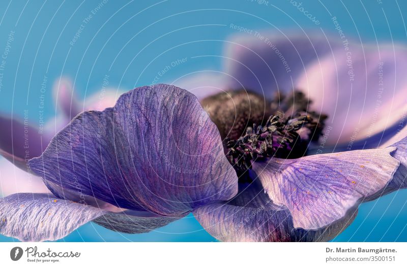 Blüte der Anemone coronaria, Fokus auf Blütenblätter Mohn Kuhschelle Blume Überstrahlung Blütenblatt Ausdauer Unschärfe verschwommen blau Varieté