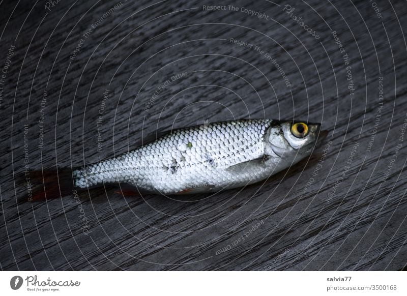 bescheidener Angelerfolg Natur Tierporträt Fisch Köderfisch Holzfaser Nahaufnahme Textfreiraum oben Farbfoto Außenaufnahme Menschenleer Angeln