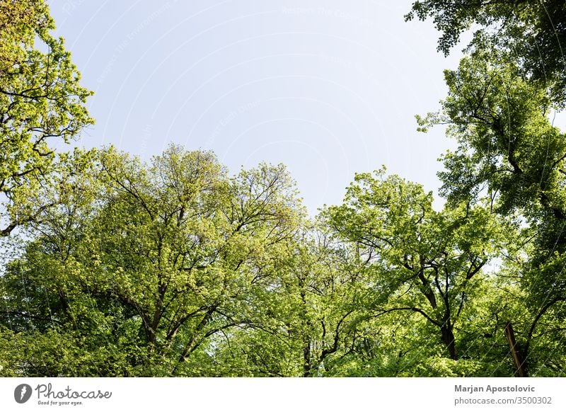 Satte grüne Bäume im Park im Frühling Hintergrund schön blau Botanik Ast hell Tag Öko Ökologie Umwelt Europa Flora Laubwerk Wald frisch Grün idyllisch