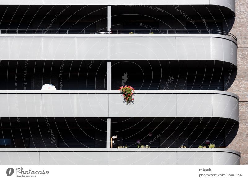 Balkonblumen Blumen Satellit Streifen Hochhaus Wohnung Einsamkeit Menschen Wärme Verbindung Klarheit Struktur Schatten Architektur Fassade Leere Stadt