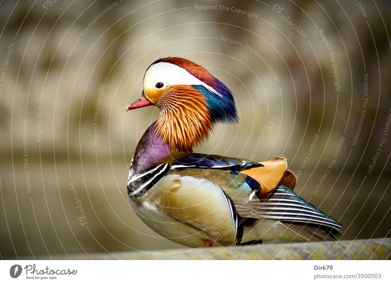 Porträt eine Mandarinente, im Profil, mit gerecktem Hals Ente Chinesisch Vogel Birdwatching Tierporträt Wasservogel Entenvögel Erpel männlich Männchen
