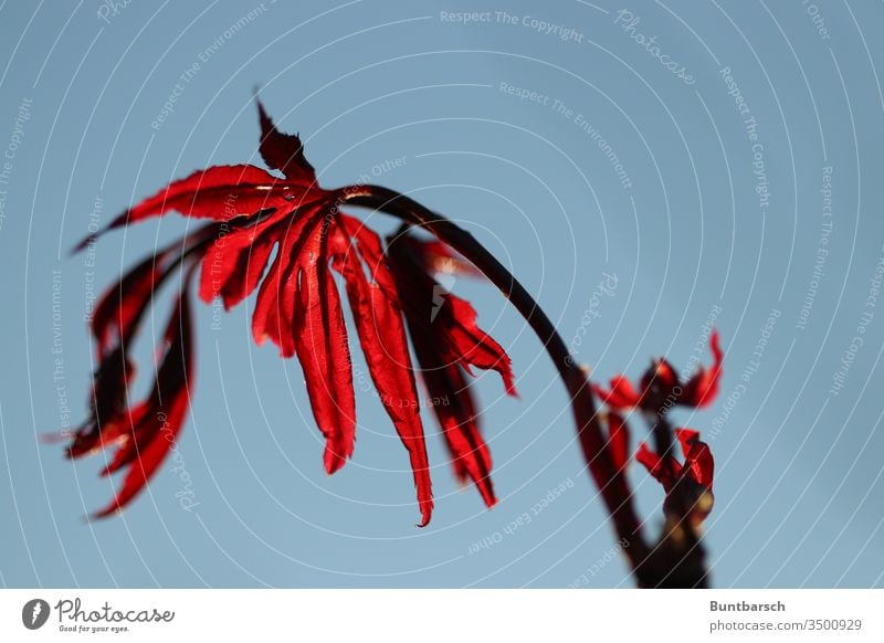 Blutahorn Japanischer Fächerahorn Außenaufnahme Japanischer Ahorn Farbfoto Menschenleer Natur Blatt Baum Pflanze rot Schwache Tiefenschärfe Tag Ahornblatt