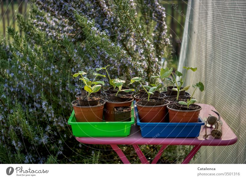 Zucchini Setzlinge auf einem rosa Gartentisch,  Rosmarin blüht, Gartenwerkzeug liegt zum Gebrauch bereit Gemüse Vegetarische Ernährung Bioprodukte Pflanze