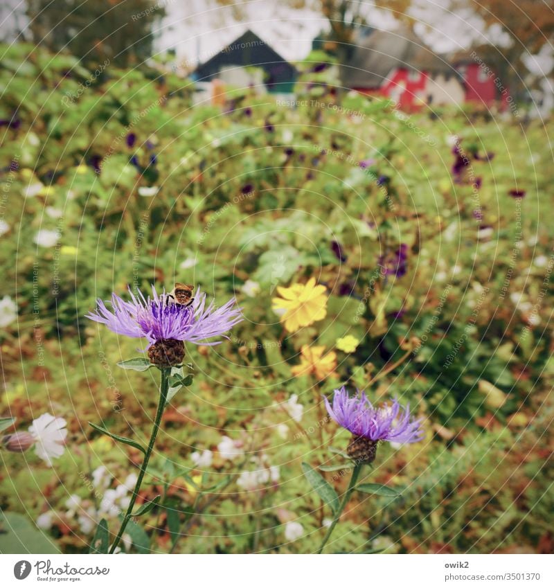 Dierhagen Wiese Blumen Schwache Tiefenschärfe Blüte Natur Herbst Nahaufnahme Außenaufnahme Farbfoto Wildpflanze Häuser Hintergrund unscharf