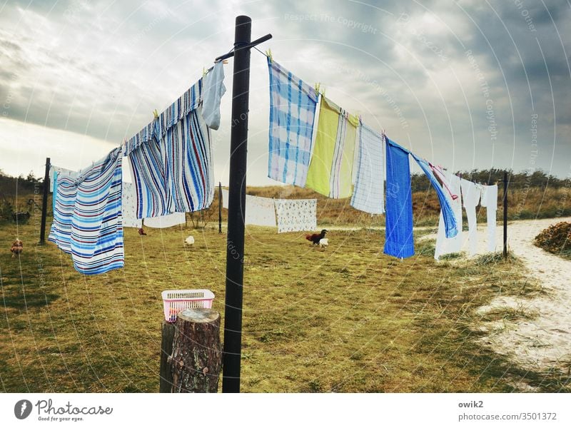 Trockene Tücher Wäsche Waschtag Wäscheleine Textilien hängen nass trocknen Handtücher wedeln Wind Wäscheklammern Wiese Himmel Wolken draußen Außenaufnahme