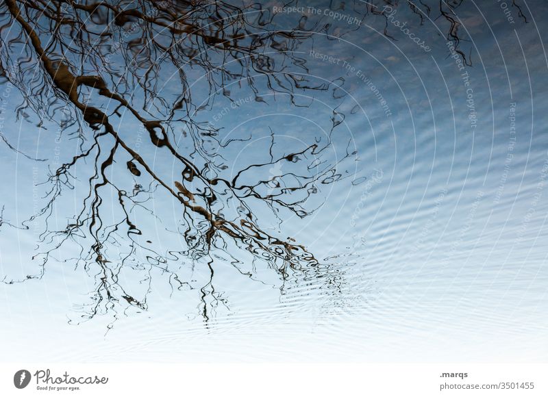 Ast Herbst Wasser Wellen Reflexion & Spiegelung zart Fraktal Verzerrung ästhetisch schön blau schwarz See Natur filigran