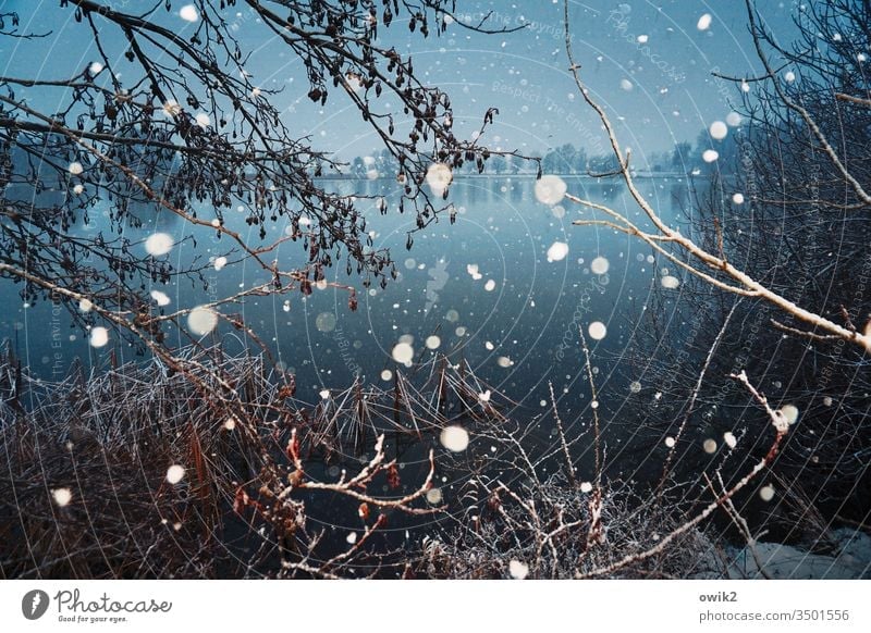 Kühles Blau Winter Schnee Schneefall Schneeflocken kalt Blitzlichtaufnahme viel verrückt durcheinander Außenaufnahme Morgen Unterholz Dickicht See Wasser
