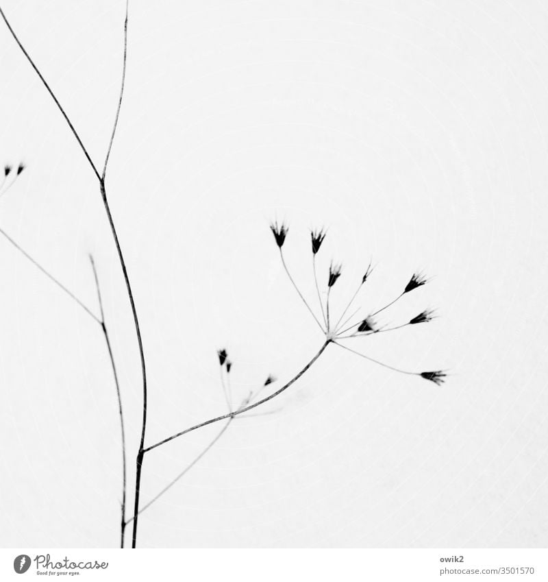 Mysterium Winter Pflanze Stauch dünn Halm Schnee unscharf geheimnisvoll wenig minimalistisch Gras kalt Frost Eis weiß gefroren Außenaufnahme Tag Schwarzweißfoto