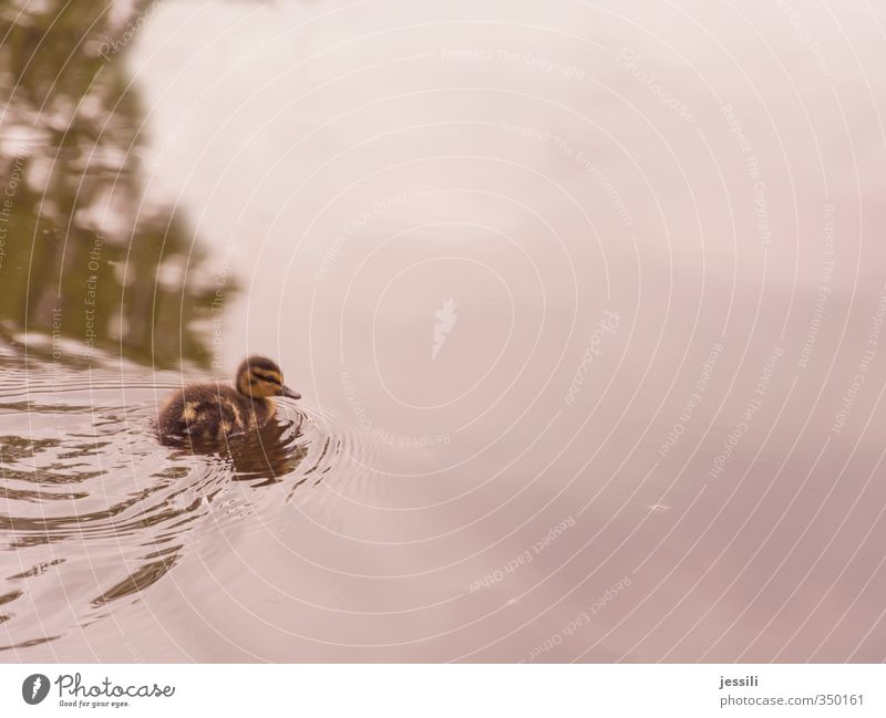 Freischwimmer 1 Tier Wasser Abenteuer entdecken Natur Neugier Ente erwachsen werden Kücken Wildente Stockente Farbfoto Außenaufnahme Textfreiraum rechts