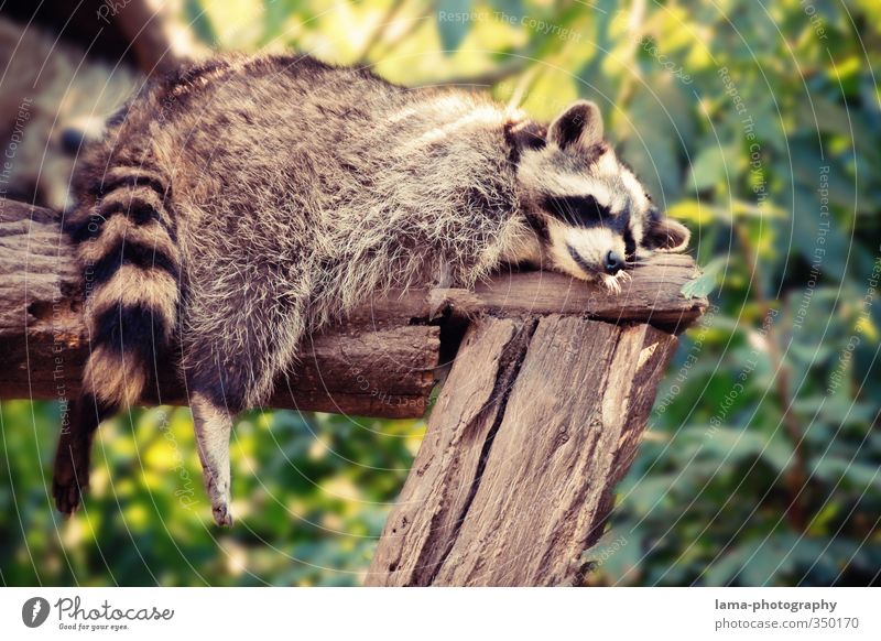 Faulpelz Erholung ruhig Natur Sommer Tier Wildtier Zoo Waschbär 1 liegen schlafen träumen Pause Siesta baumeln Beine faulenzen Farbfoto Außenaufnahme