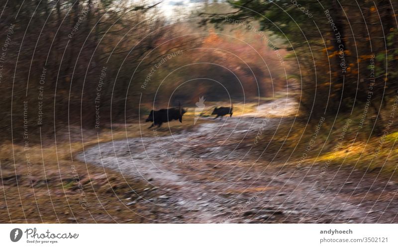 Wildschweinfamilie kreuzt morgens den Waldweg abstrakt Tier Tiere Kunst Herbst Baby schwarz verschwommen Eber Körper farbenfroh Gefahr gefährlich Tag Umwelt