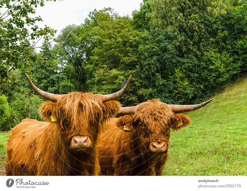 Zwei schottische Hochlandrinder auf einer grünen Wiese Ackerbau angus Tier Scheune Rindfleisch bovin züchten britannien braun Bulle Wade schließen Nahaufnahme