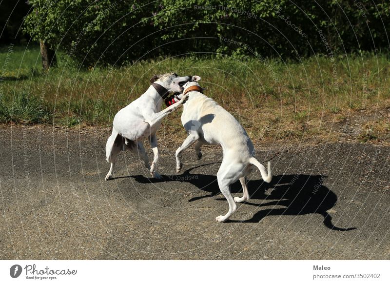 Zwei Hunde toben und spielen beim Spaziergang miteinander Tier Eckzahn Schmutz Weg Spielen außerhalb Feld Spaß anleinen Natur im Freien Paar Haustiere