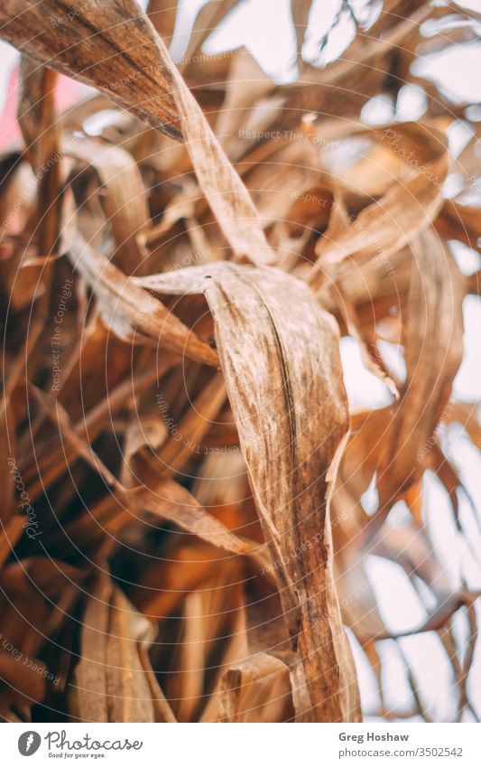 Trockener Herbststängel von Maisfeldern mit goldener Ernte Kornfeld Maisblatt Feldfrüchte Kürbis Kürbispflaster Kürbisgewächse fallen Jahreszeiten abschließen