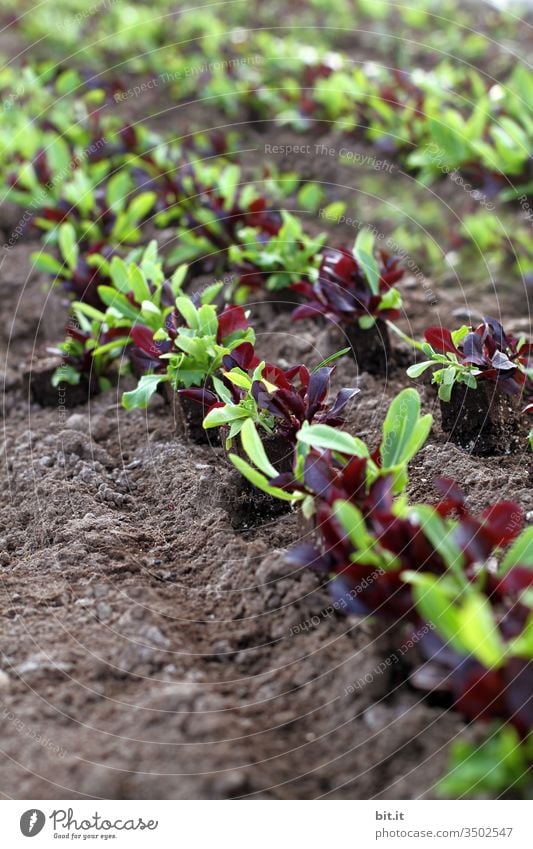 Trieblinge, Setzlinge von Salat auf dem Feld. Acker Natur Pflanze Landwirtschaft grün Ernährung Nutzpflanze Lebensmittel Vegetarische Ernährung Feldarbeit Erde