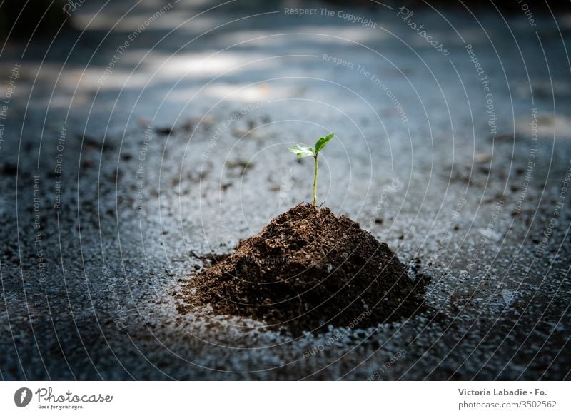 Keimwachstum auf Beton als Metapher Missgeschick Asphalt Hintergrund Beginn Pause Herausforderung Wandel & Veränderung Konzept Riss Entwicklung Erde Ökologie
