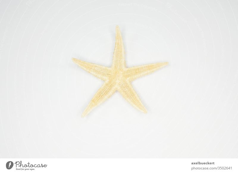 ein Stern - Seestern Souvenir Ein Stern sternförmig deko Dekoration Stern (Symbol) Dekoration & Verzierung getrocknet Draufsicht weißer Hintergrund