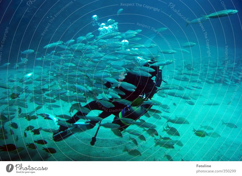 total blau | Unterwasserwelt Urelemente Wasser Meer Tier Fisch Schwarm kalt nass natürlich Taucher tauchen Unterwasseraufnahme Farbfoto mehrfarbig