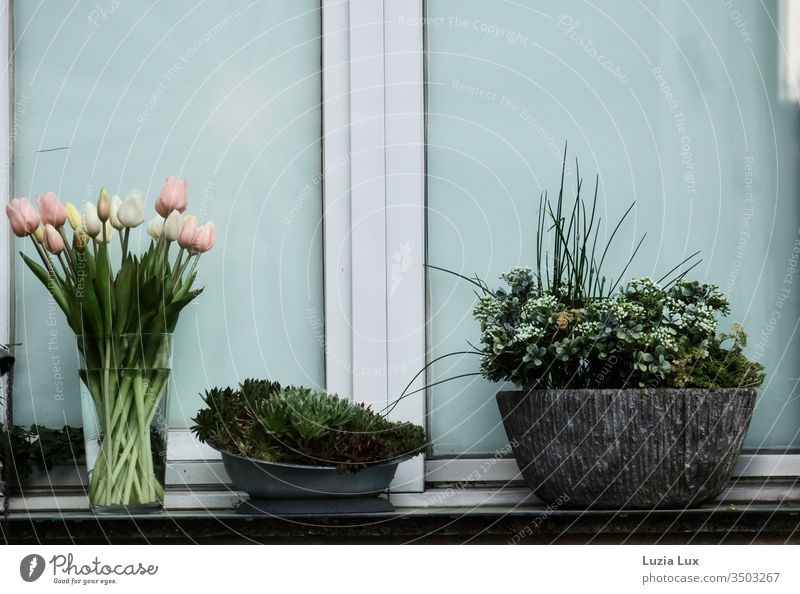 Abendlicht, vor dem Fenster Topfpflanzen Tulpenstrauß Vase Stimmung Frühling Vorstadt trist zuhause grün