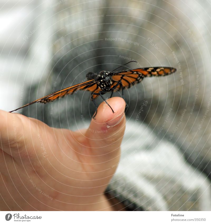 Hallo kleiner Freund! Mensch Kind Hand Finger Umwelt Natur Tier Schmetterling Flügel 1 frei nah natürlich Fühler Farbfoto mehrfarbig Nahaufnahme Detailaufnahme