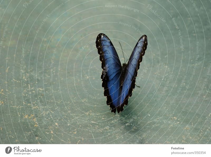 Verschnaufpause Umwelt Tier Schmetterling Flügel 1 natürlich schön blau Farbfoto mehrfarbig Innenaufnahme Menschenleer Textfreiraum links Tag