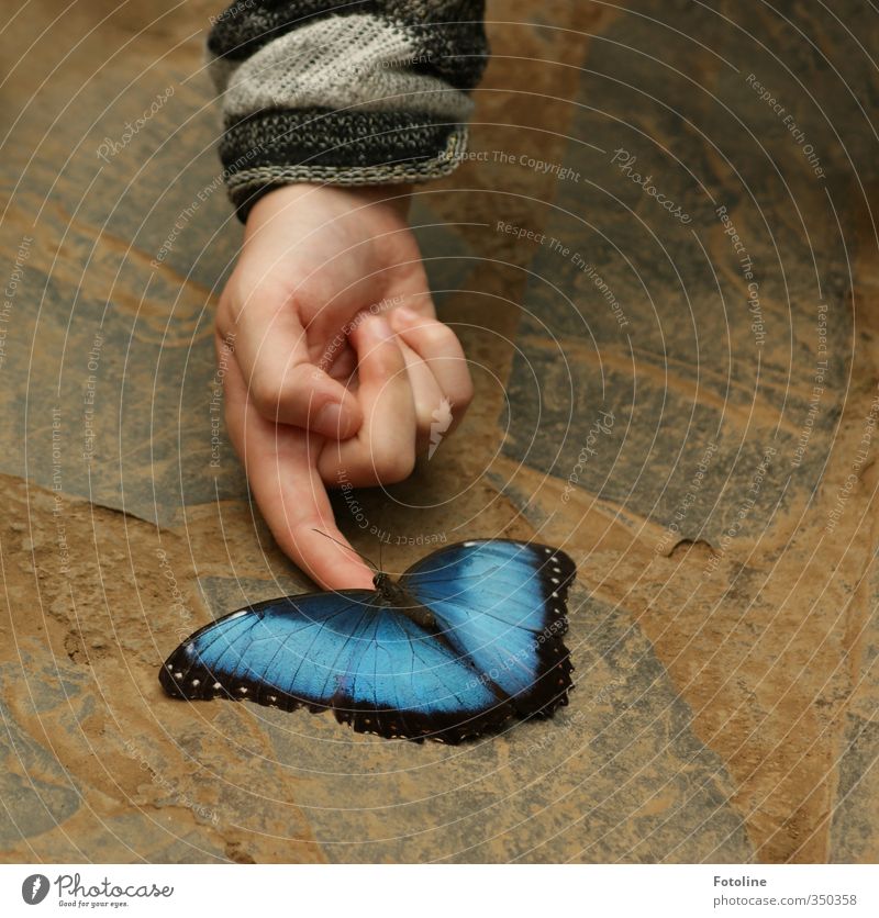 total blau | komm her zu mir! Mensch Kind Hand Finger Natur Tier Schmetterling Flügel sportlich elegant schön natürlich Farbfoto mehrfarbig Detailaufnahme Tag