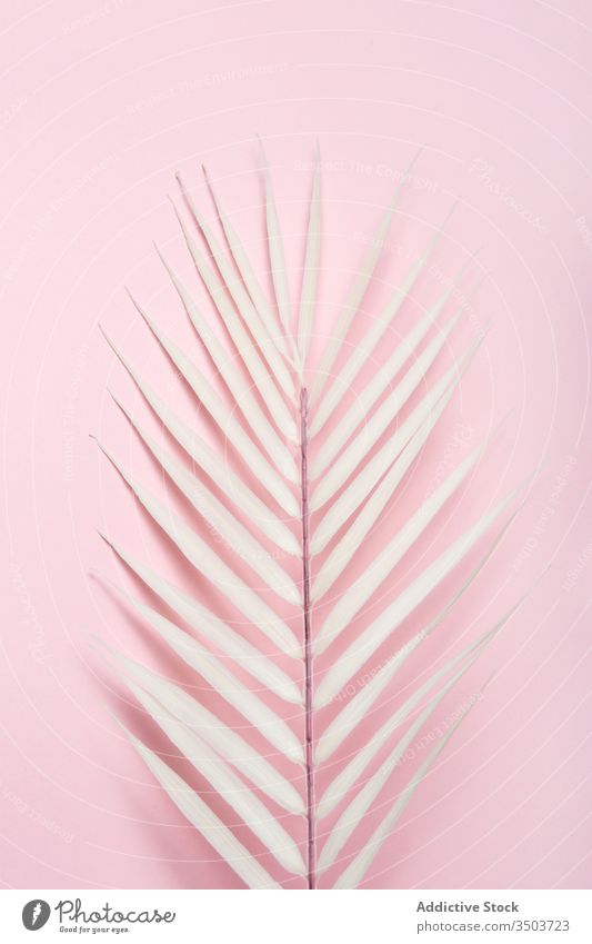 Tropisches Pflanzenblatt auf rosa Hintergrund Handfläche tropisch weißes Blatt Sommer Feiertag Strand MEER Urlaub Konzept Baum Schatten Botanik Licht sonnig