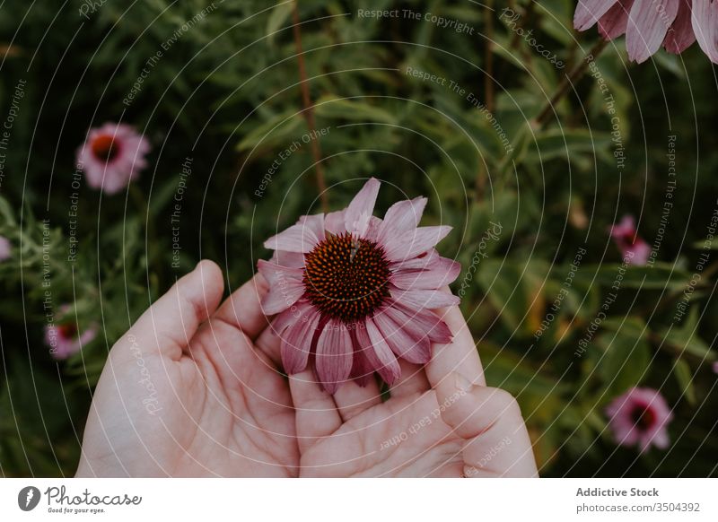 Frau berührt blühende Blume im Garten Sommer frisch Blütezeit Natur Hand berühren Sonnenhut Echinacea Flora Saison Aroma Botanik grün Angebot Park filigran rot