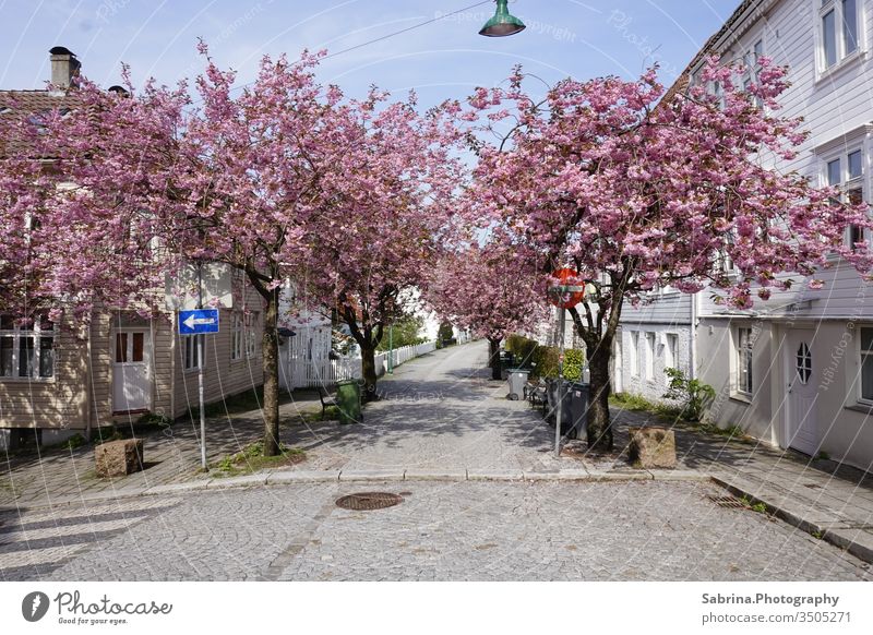 Einbahnstraße mit blühenden Bäumen in der Altstadt von Bergen Norwegen Nordeuropa Europa Menschenleer Gasse Straße Frühling Blütenpflanze Skandinavien Stadt