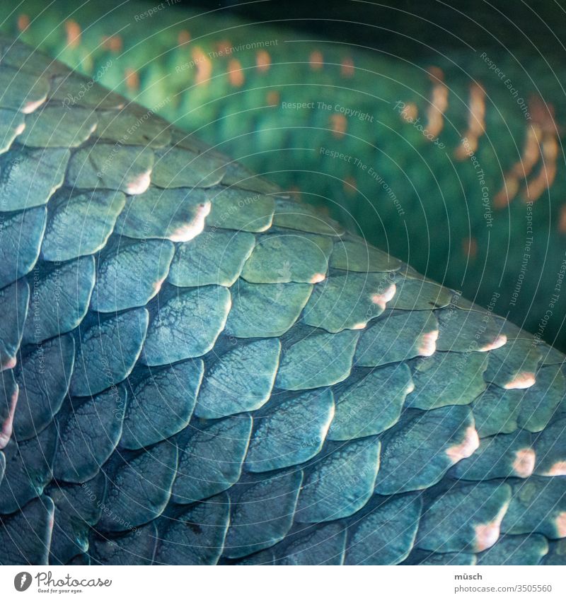 blaue Reptilschuppen Zoo Fisch Schuppen Schlange grün Ordnung Schutz Panzer Ritter Rüstung Glieder Beweglichkeit Haut verhornt Evolution Plakode Oberfläche