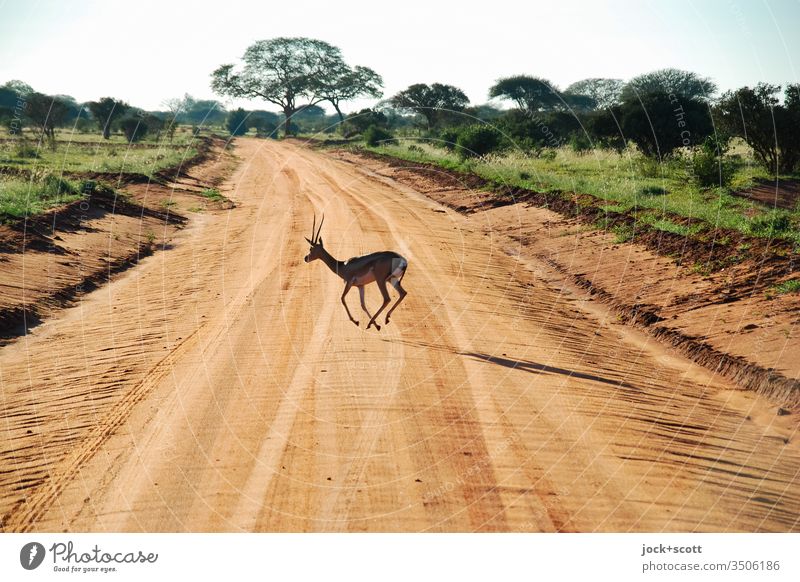 Tier quert die Piste im hohen Tempo Antilope Natur Kenia Afrika Safari Savanne Landschaft Wildtier Reifenspuren Momentaufnahme Sonnenlicht Überqueren Expedition