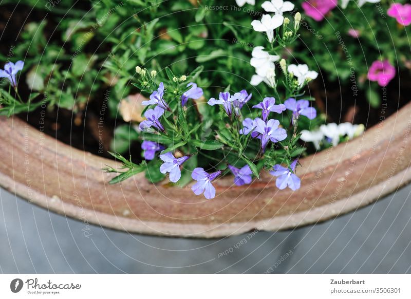 Blumenkübel Terrakotta mit blauen, weißen und rosa Blümchen grün Draufsicht Bogen Garten Frühling Pflanze Blüte