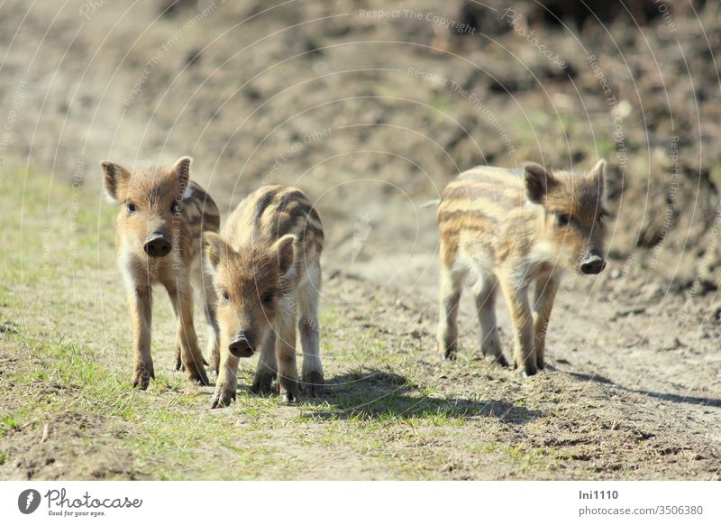 Dreiklang | drei Frischlinge auf dem Waldweg Wildschweine Tierjunge neugierig scheu menschenleer Naturpark wandern gestreiftes Fell niedlich Geschwister