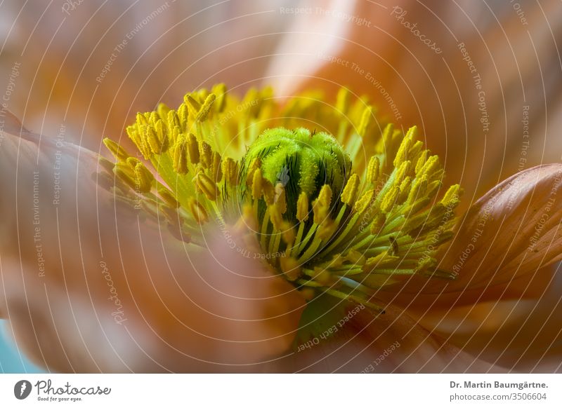 Isländischer Mohn, Papaver nudicaule, Ausdauer und Blütennarbe Islandmohn orange Blume Staubfäden Pollen Stigmatisierung Makro Nahaufnahme Unschärfe