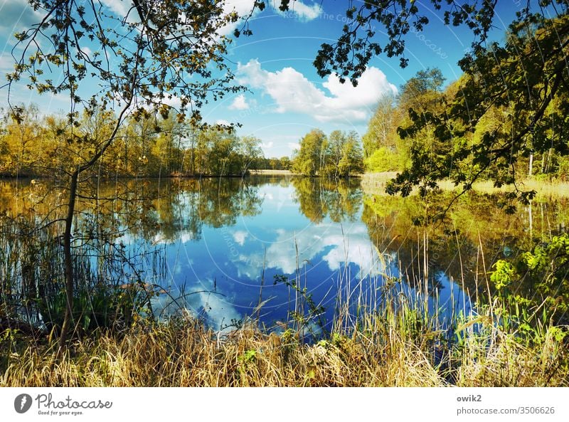 Wasserspiegel See Idylle Panorama (Aussicht) Pflanze Himmel windstill Natur Landschaft Reflexion & Spiegelung Außenaufnahme Menschenleer Farbfoto Umwelt Seeufer