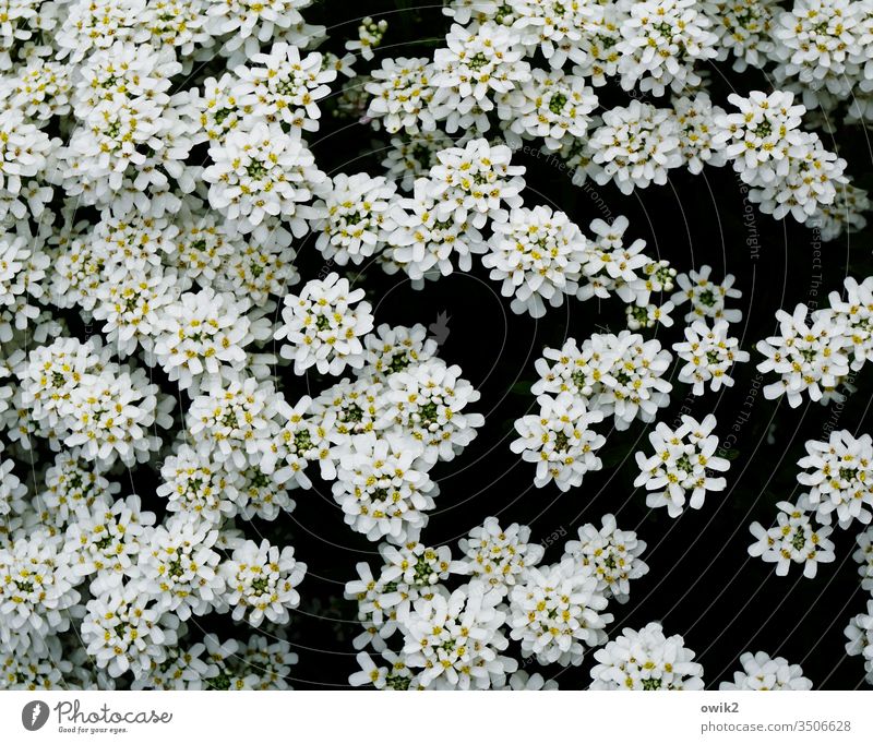 Moirè Blumen Schleifenblumen viele klein weiß Muster Garten schön nah Menge Farbfoto Nahaufnahme Detailaufnahme Menschenleer Strukturen & Formen Außenaufnahme