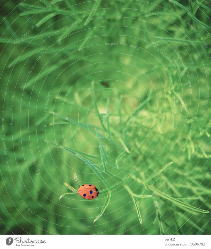 Tarnung wird überschätzt Marienkäfer Pflanze Strauch sitzen ruhen friedlich einsam zufrieden rot leuchtend Punkt auffallen krabbeln Kintrast grün