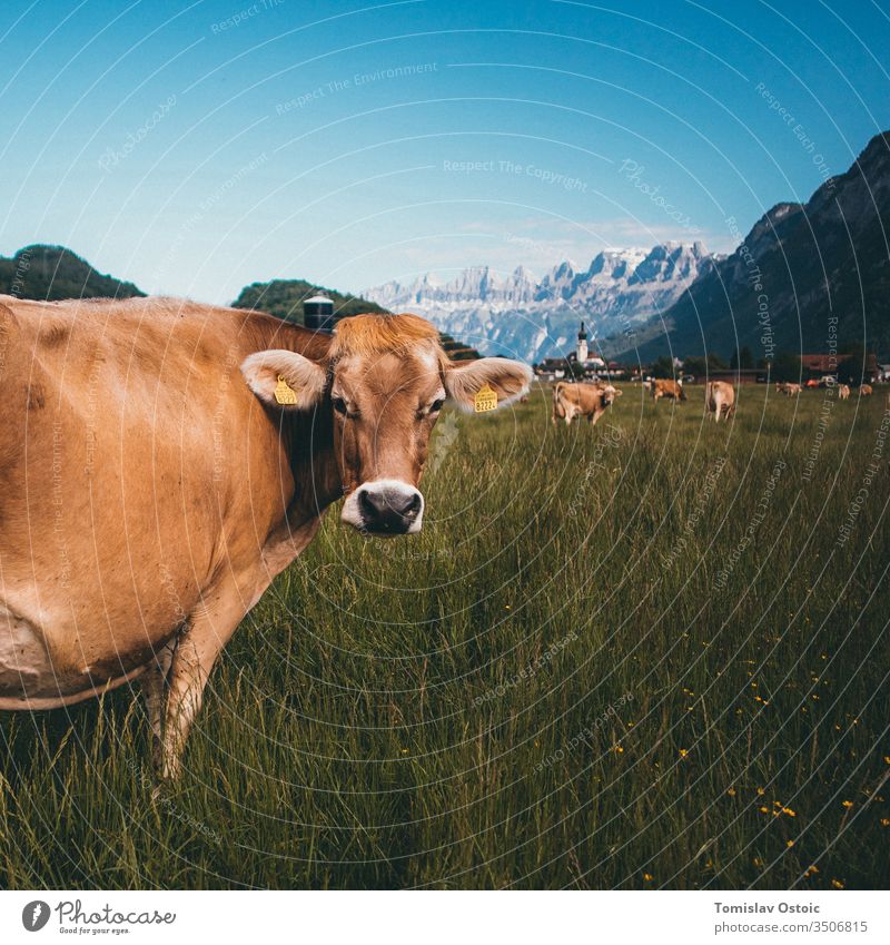 Kuh in den Bergen der Alpen in der Schweiz alpenländisch Schweizer Gras im Freien sonnig Ackerbau wunderschön Landschaft Molkerei Milcherzeugnisse Milchkuh