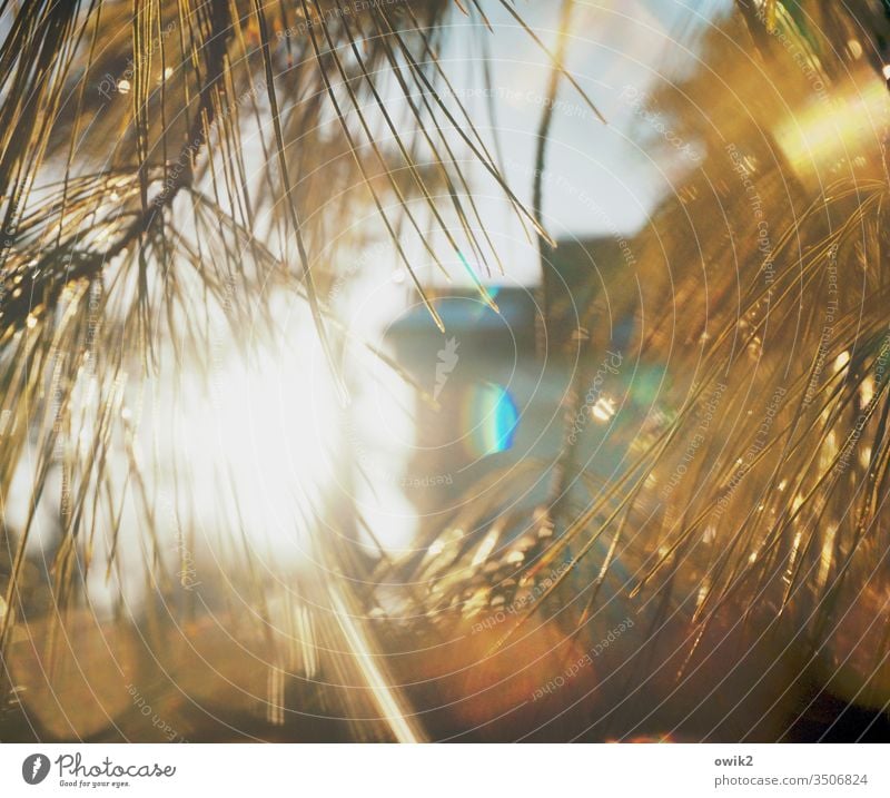 Glämmer Licht Sonnenlicht Gegenlicht funkeln leuchten glänzen Pflanzen Nadelbaum Kiefer nass Wassertropfen Blendenfleck Lichterscheinung Schwache Tiefenschärfe