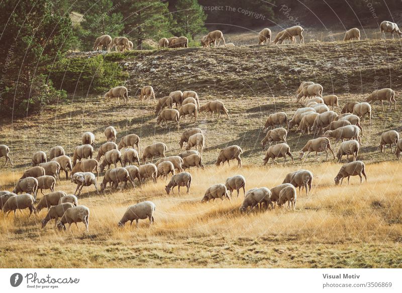 Schafherde, die an einem Sommernachmittag auf dem Feld weidet Schafe Wirbeltier Säugetiere Leben Schwarm Natur natürlich Fauna Körper Tiere wild Weideland