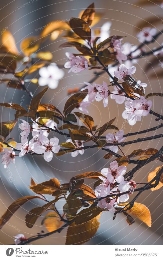 Blüten des Pflaumenbaums, auch bekannt als Prunus cerasifera Pissardii, im zeitigen Frühjahr Blumen Blütezeit botanisch Botanik Feld Flora geblümt Blütenblätter