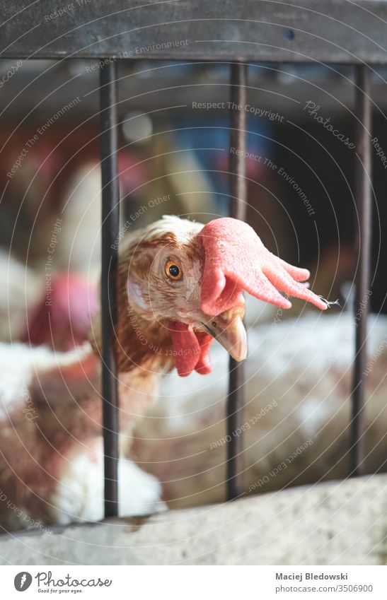 Verwundeter Hahn im Käfig auf dem örtlichen Markt gehalten. Hähnchen Federvieh China krank wehtun grausam lebend Ackerbau Tier dreckig unhygienisch Vogel Asien