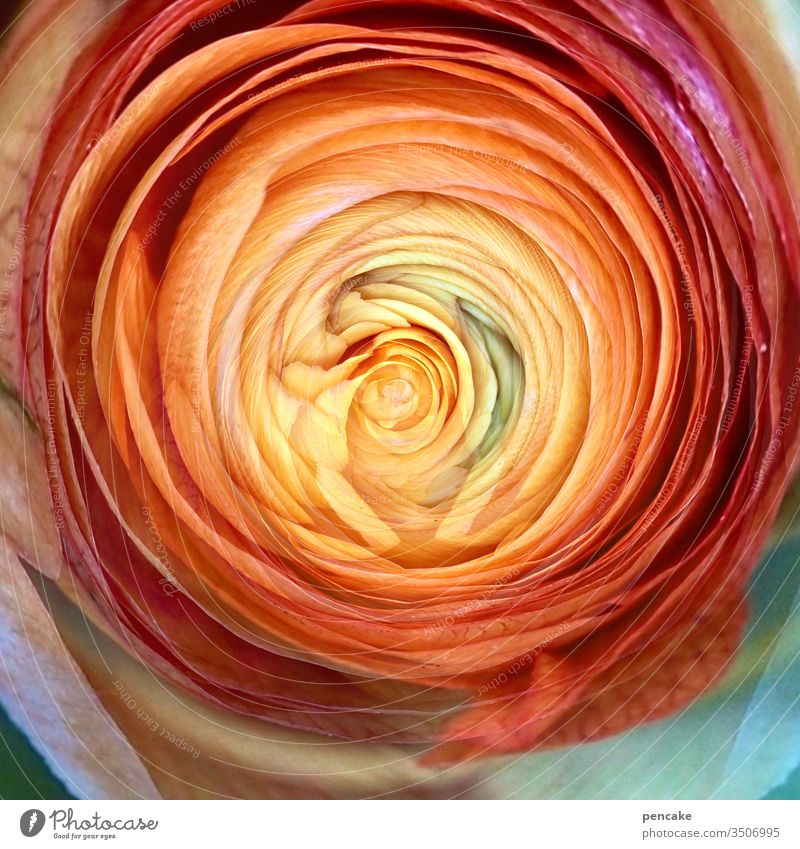 haute couture | rosette Blüte Pflanze Nahaufnahme Blume Natur Detailaufnahme Sommer Blütenblatt Farbfoto Blühend modisch Accessoire Ranunkel gedreht Rosette