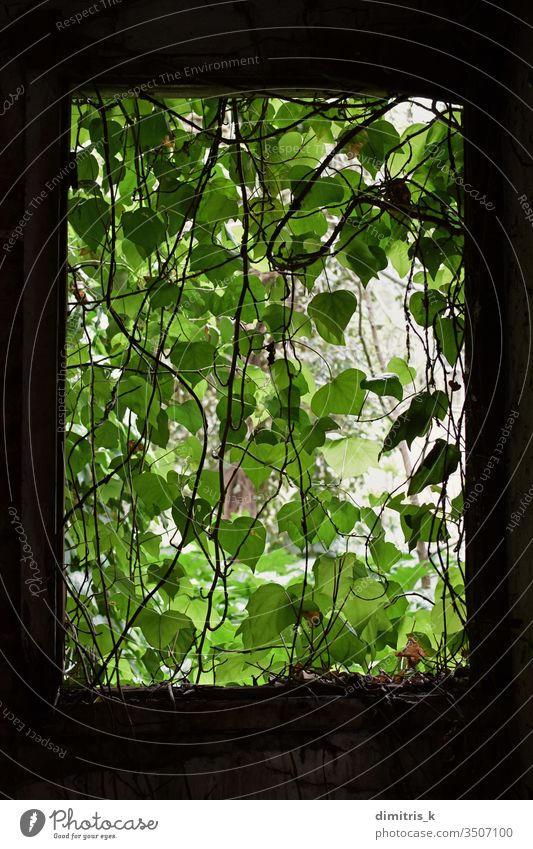 Weinblattvorhang am zerbrochenen Fenster eines verlassenen Hauses, das von der Natur zurückerobert wurde. Blatt Gardine gebrochen Verlassen Schatten Blätter